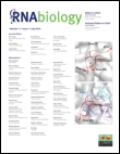 The C-terminal RNA Binding Motif of HuR is a multi-functional domain leading to HuR oligomerization and binding to U-rich RNA targets