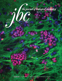 Antimalarial activity of cupredoxins: the interaction of Plasmodium Merozoite Surface Protein 119 (MSP119) and Rusticyanin