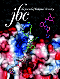 Overoxidation of 2-Cys peroxiredoxin in prokaryotes: cyanobacterial 2-Cys peroxiredoxins sensitive to oxidative stress