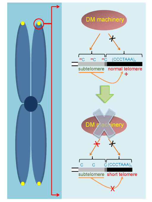 Novel features of telomere biology revealed by the absence of telomeric DNA methylation